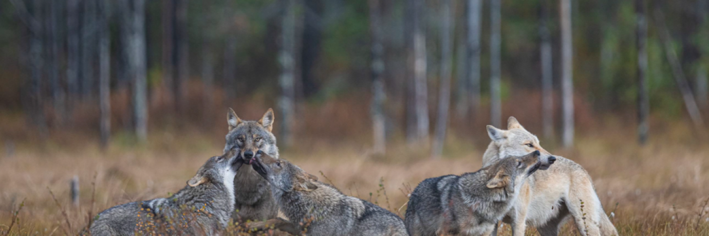 Dans l'intimité des loups de la Taïga finlandaise ... - Olivier Larrey